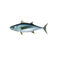 Poissons- Thon lot de 5kg
