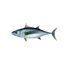 Poissons- Thon lot de 5kg